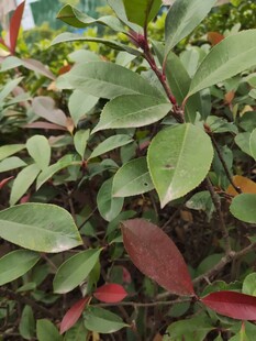 绿叶红边植物特写