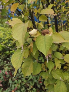 秋日黄绿相间的繁茂树叶