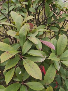 绿叶间的多彩植物