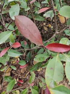 红叶绿叶交织的植物景观