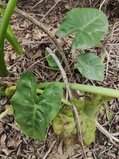 地面上的嫩绿瓜类植物