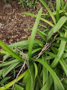 绿叶丛中带刺的藤蔓