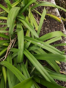 翠绿葱郁的长条状植物叶片