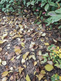 落叶铺地的自然景象