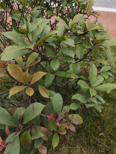 绿叶繁茂的灌木丛