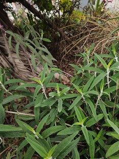 野外丛生的绿色植物