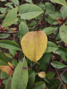黄叶点缀绿叶间