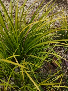 翠绿细长叶片的草本植物