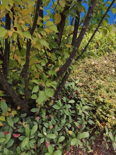 秋日繁茂绿植景观