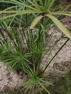 水边生长的细长叶片植物