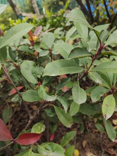 绿叶植物近景特写