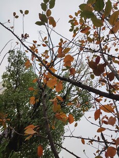 秋日枝头斑斓树叶