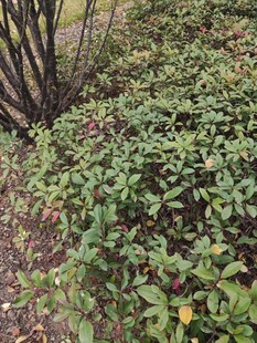 地面绿植与低矮灌木丛