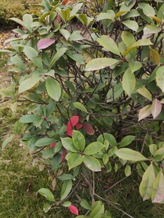 绿叶间的红果植物景观