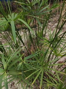 野外丛生的绿色植物