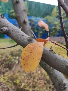 树枝上的橙黄叶片