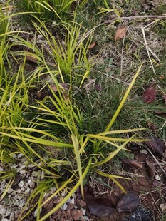 翠绿细长草生机盎然