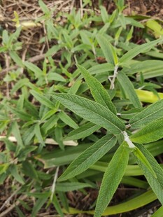 翠绿细长叶片的植物