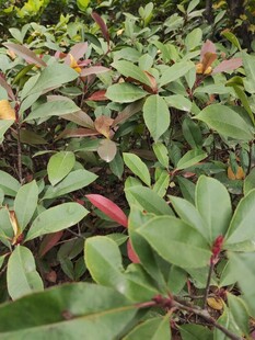 多彩叶片的植物景观