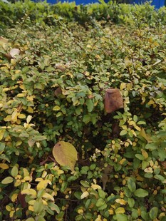 绿叶丛中的多彩叶片