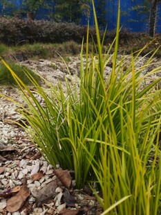 金黄叶片的户外绿植景观