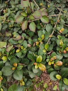 绿叶黄花植物景观
