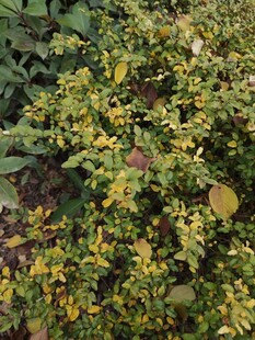 绿叶繁茂的植物景观