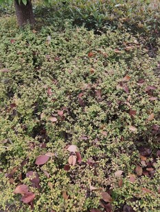 地面的繁茂绿植景观