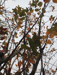 秋日枝头斑斓树叶