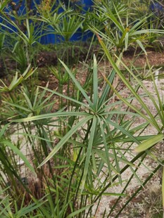 翠绿星状叶片植物特写