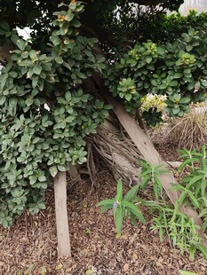 藤蔓缠绕的木质结构景观