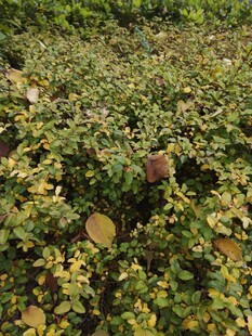 绿叶丛中的成熟果实