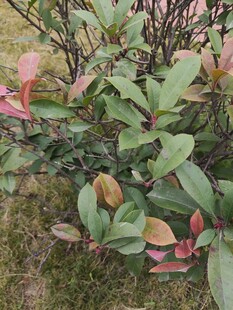 多彩叶片的灌木植物