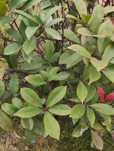 绿叶间的红果植物景观