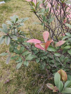 粉色叶片植物特写