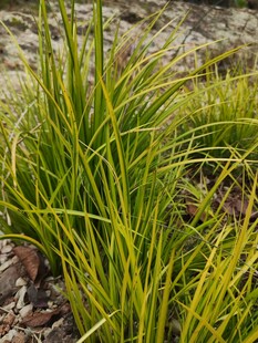 翠绿细长的观赏草植物