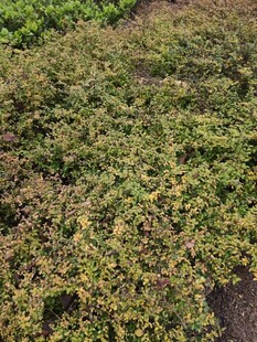 翠绿繁茂的地面绿植景观