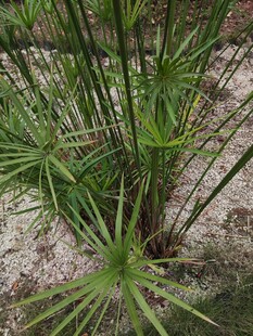 翠绿旱伞草特写