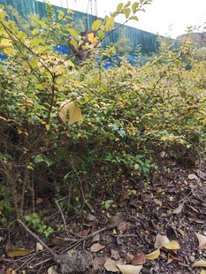 户外绿植与地面景象