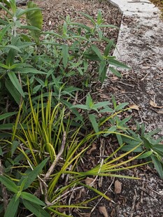草丛中的嫩绿植物