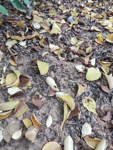 地面散落的枯黄落叶