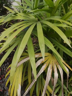 翠绿舒展的热带植物叶片