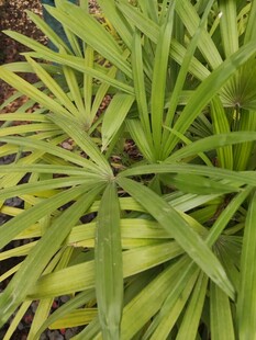 翠绿舒展的植物叶片