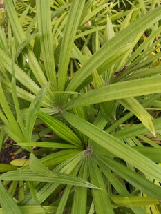 翠绿细长叶片的植物