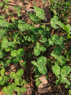 绿叶繁茂的地面植物景观