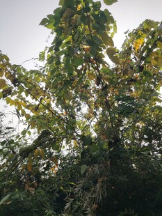 繁茂绿树尽显自然生机