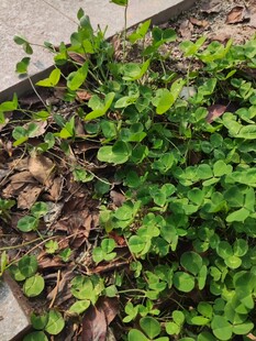 绿叶植物于地面生长景象