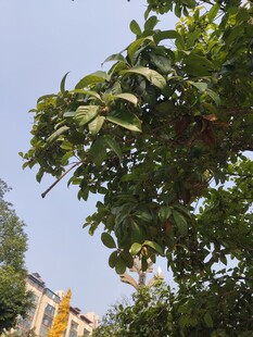 绿叶繁茂的树木