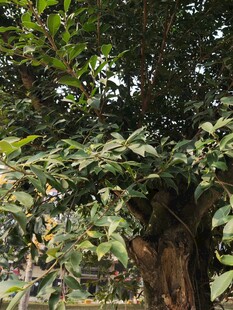 繁茂绿树展现自然生机