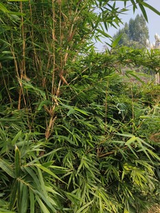 茂密繁茂的野外绿色植物